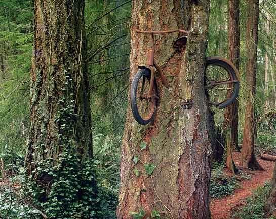 bikeintree.jpg