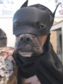 BatDawg.jpg