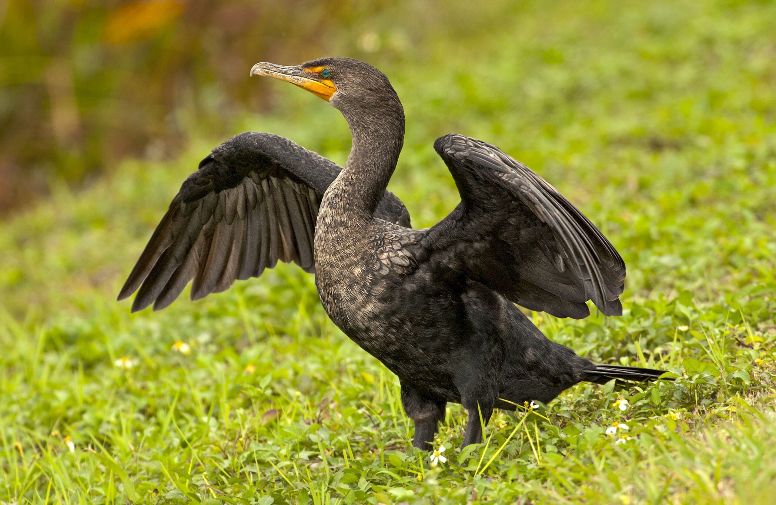 double-crested-cormorant-38rs.jpg