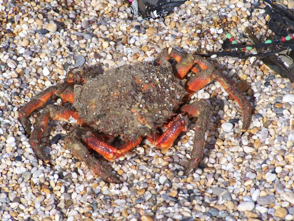SpiderCrab.jpg