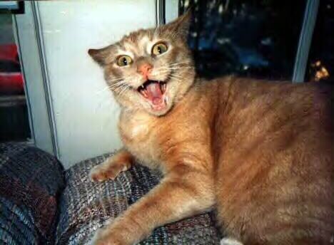 evilcat.jpg
