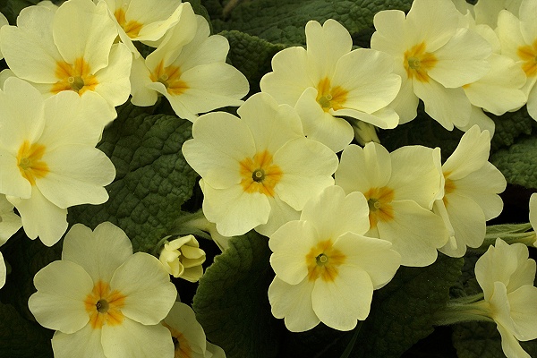 primrose-3.jpg