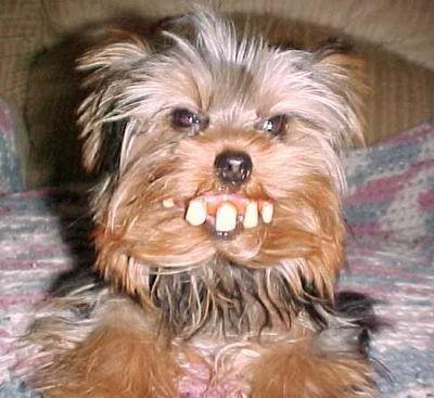 billy-bob-dog.jpg