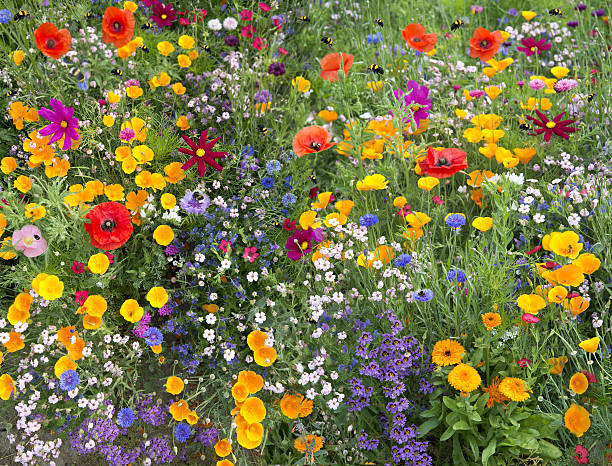 wild-flower-mix-with-poppies-and-lots-of-bees.jpg