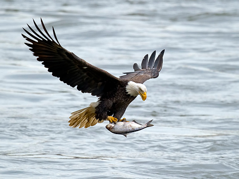 bald-eagle-in-flight-with-fish-picture-id540230992