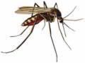 mosquitoes.jpg