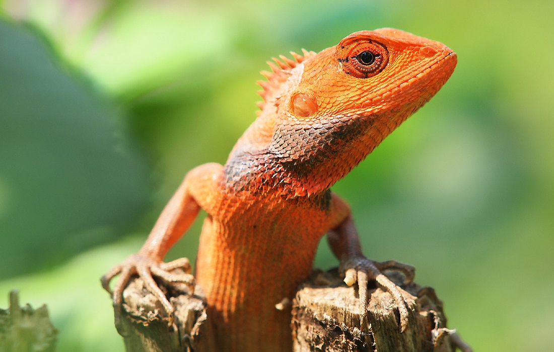lizard10.jpg