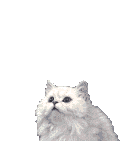 thCat.gif