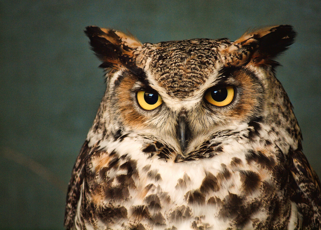great-horned-owl.jpg