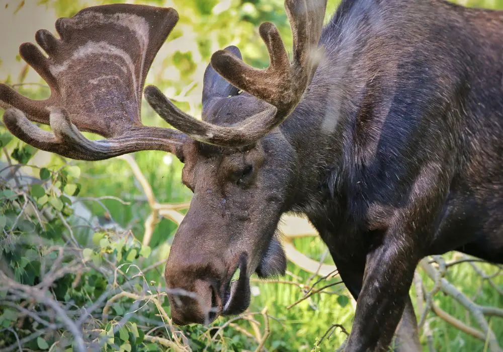 The-Role-of-Teeth-in-Moose-Life.jpg