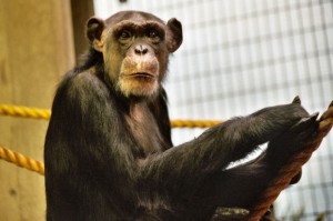 ape-pd-300x199.jpg