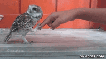 giphy.gif