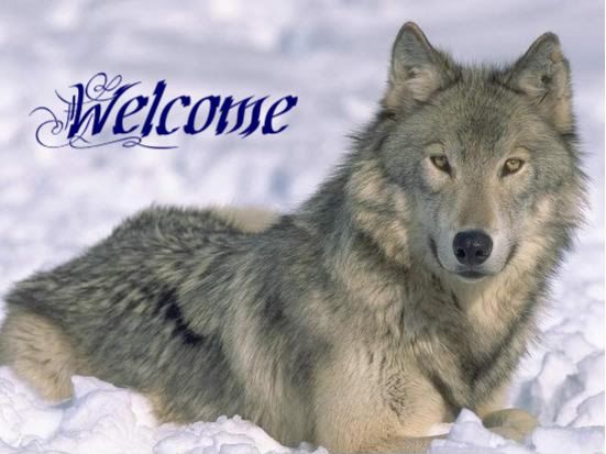 wolf-1.jpg