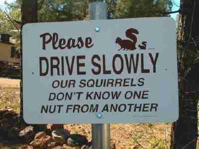 squirrels.jpg