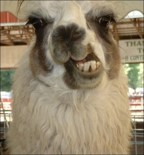 llama.jpg