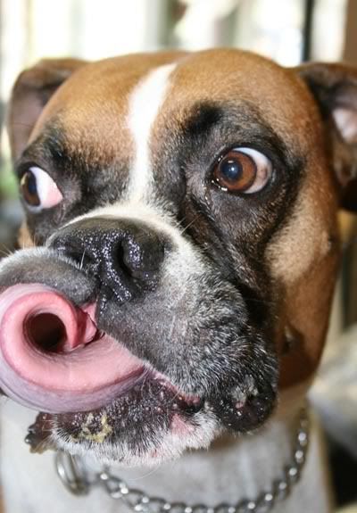 dogs023.jpg