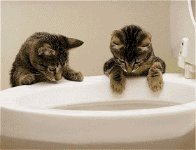 cats.gif