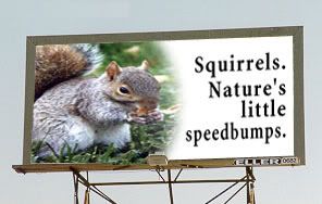 Squirrels.jpg