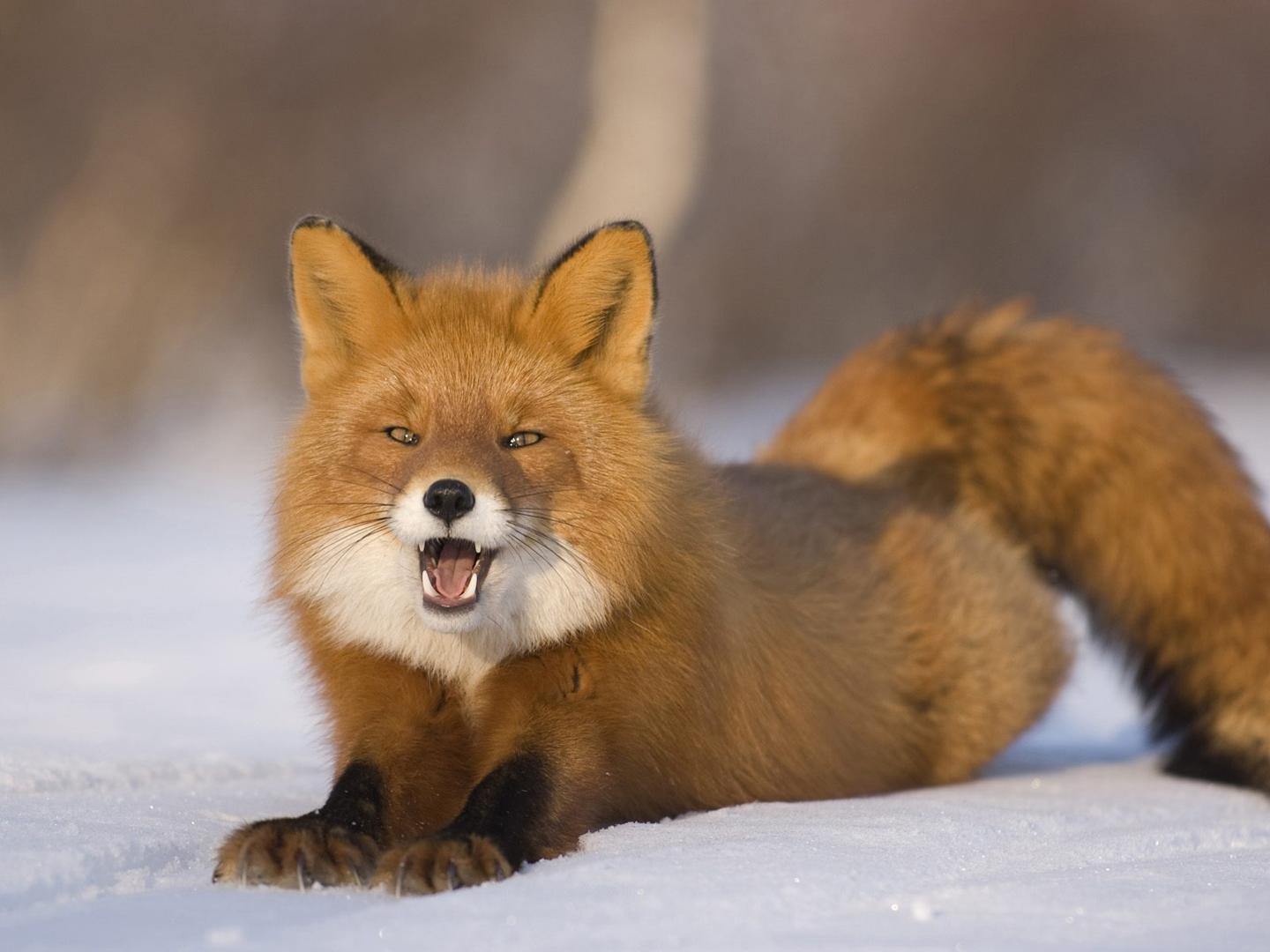 Red+Fox4.jpg