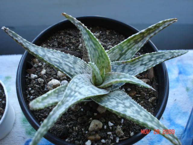 Aloes005.jpg