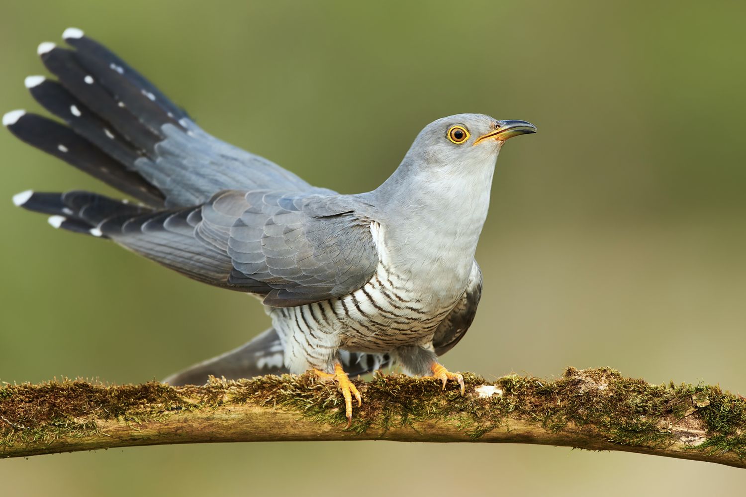 common-cuckoo.jpeg