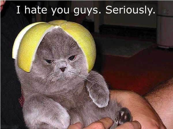 Ihateyou.jpg