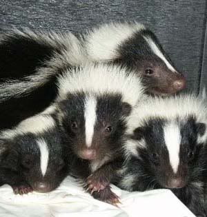websitebabyskunks1.jpg