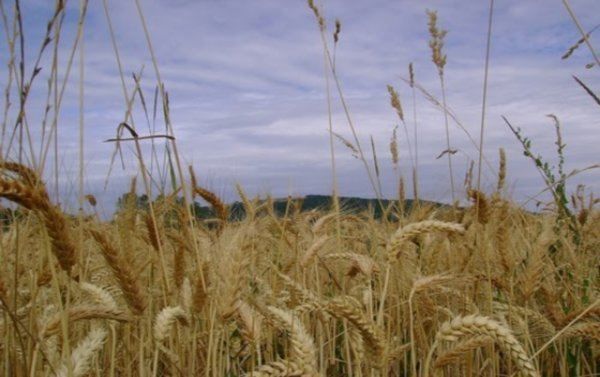 wheat-tares.jpg