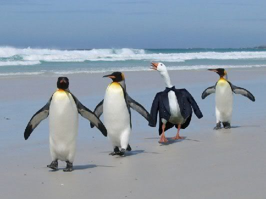 3penguins1duckbewareofimposters.jpg