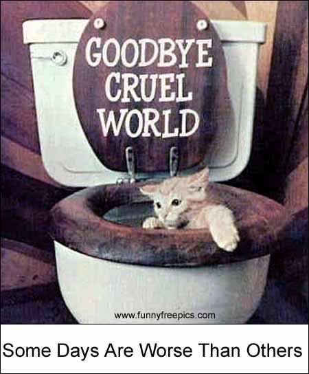 kitty-being-flushed-comedy.jpg