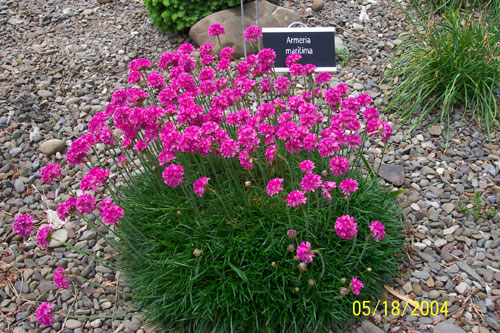 armeria_maritima.jpg