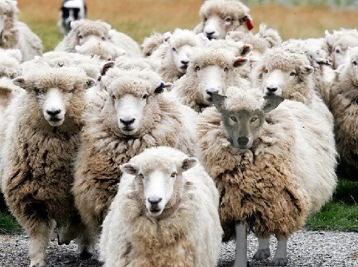 wolfinsheeps.jpg