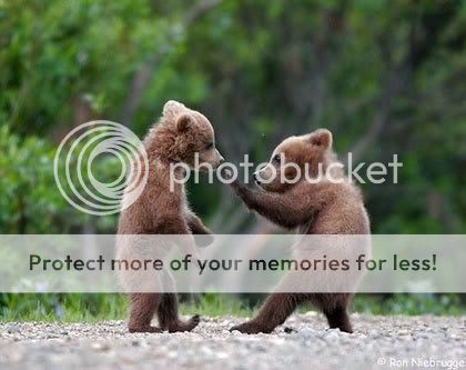 karate-bears.jpg