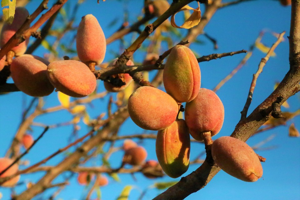 almond-5530630_960_720.jpg