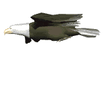 eagle_soaring.gif