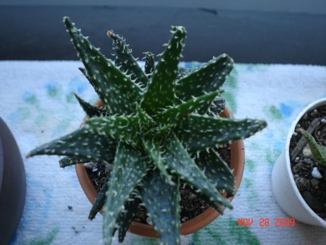 Aloes003.jpg