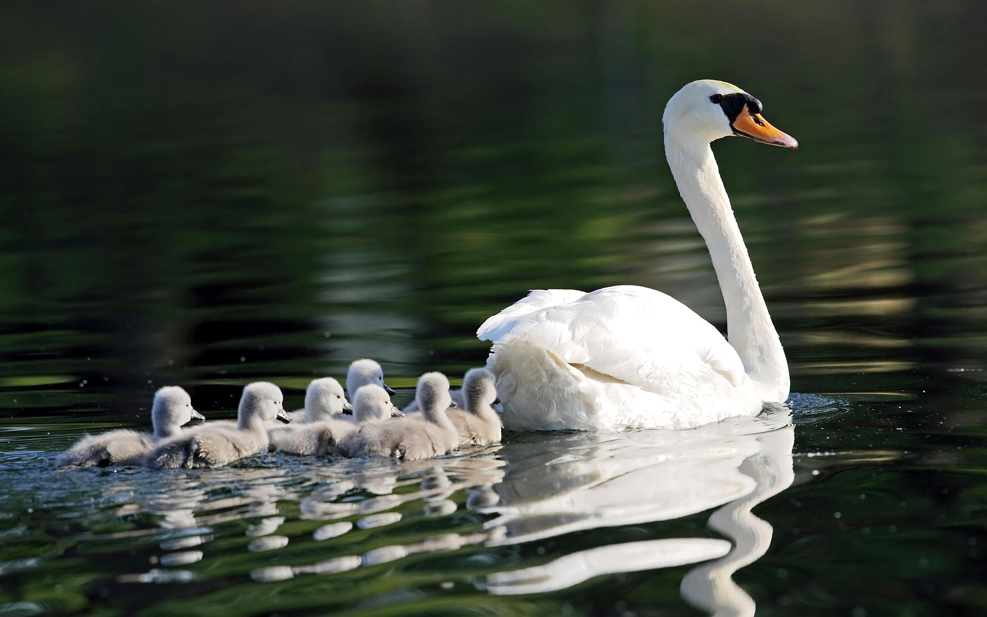 swan-family-1.jpg