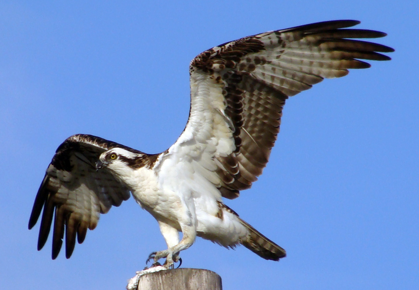 Osprey2.jpg