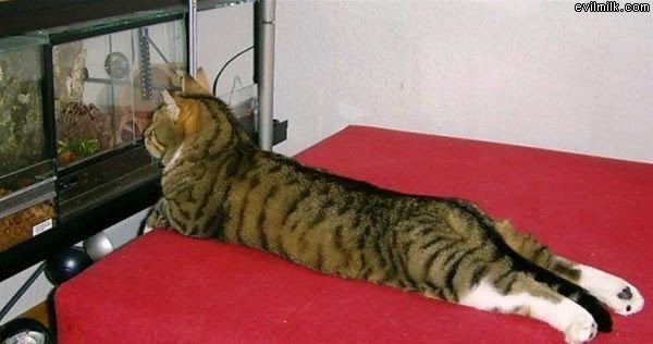 Cat_Enjoying_It.jpg
