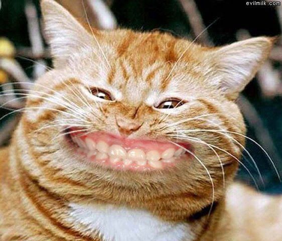 Cat_Smiling.jpg