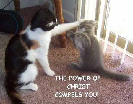 Cats.jpg
