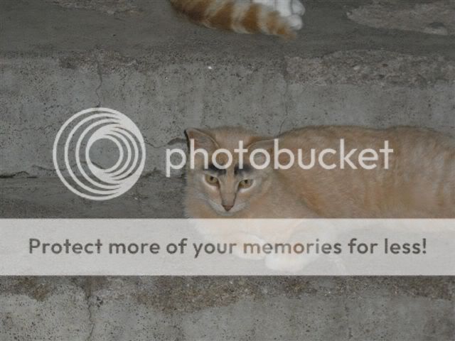 MonsieurKitty.jpg