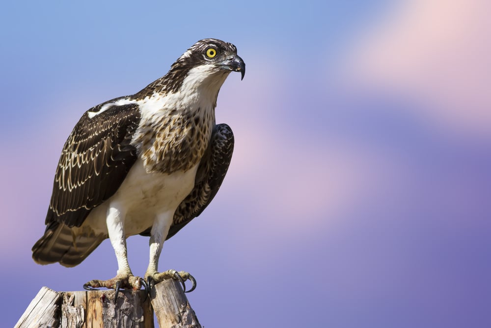 osprey-perched.jpg