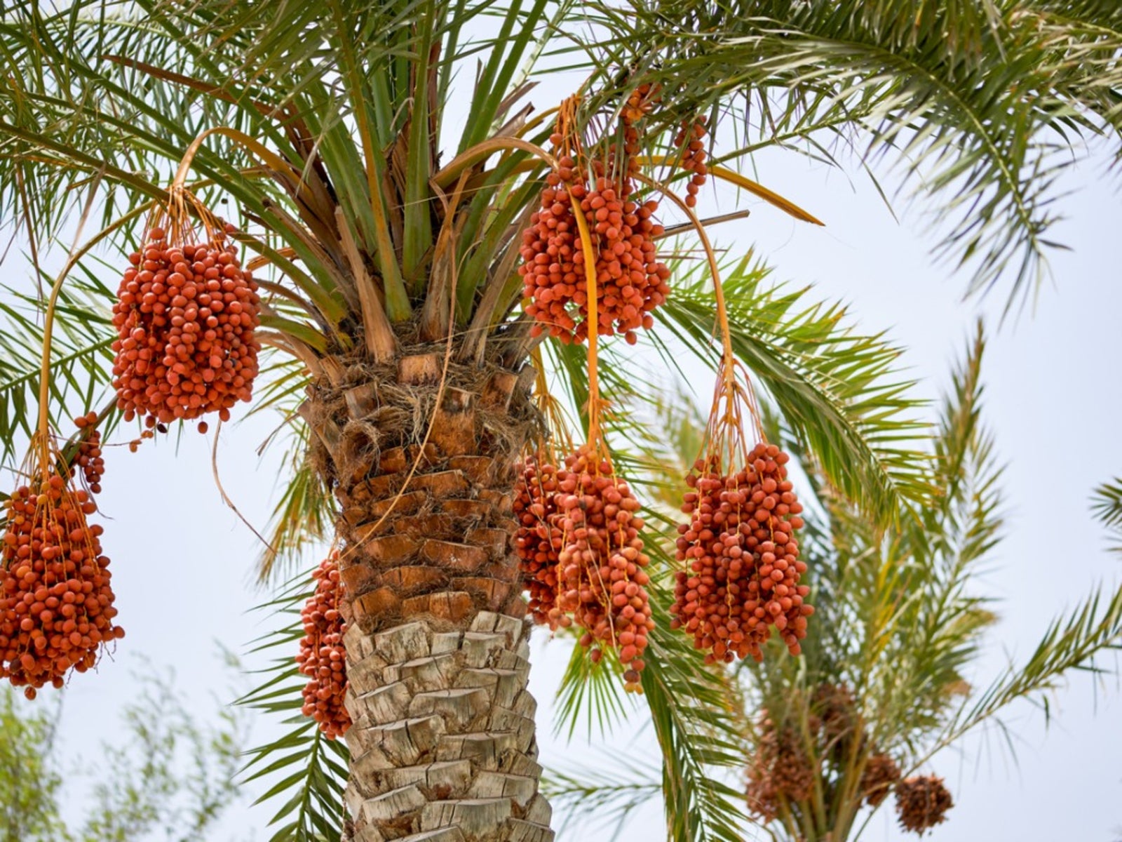ripening-date-palms.jpg