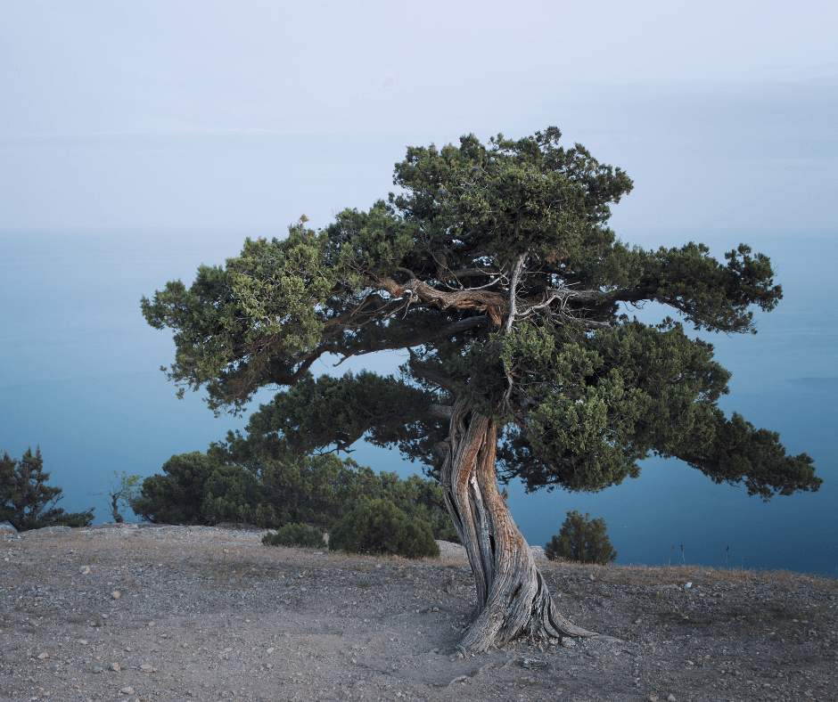 Juniper-Tree-Meaning-and-Symbolism.png