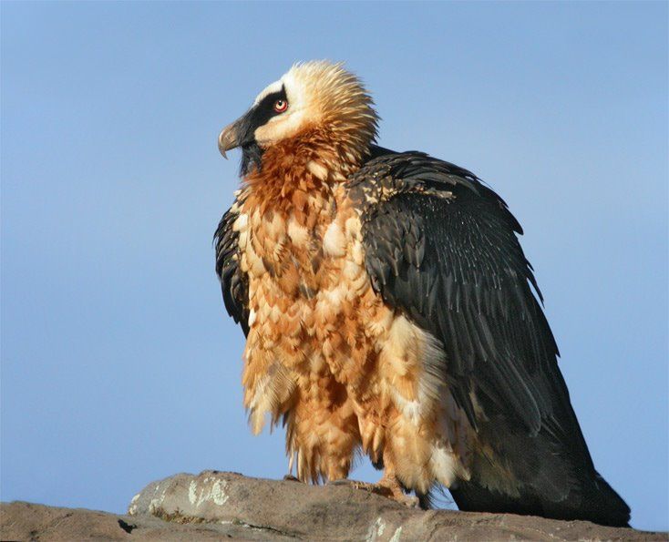 2ed181dd2a58c7c6ae08d04870a65c70--the-eagles-birds-photos.jpg