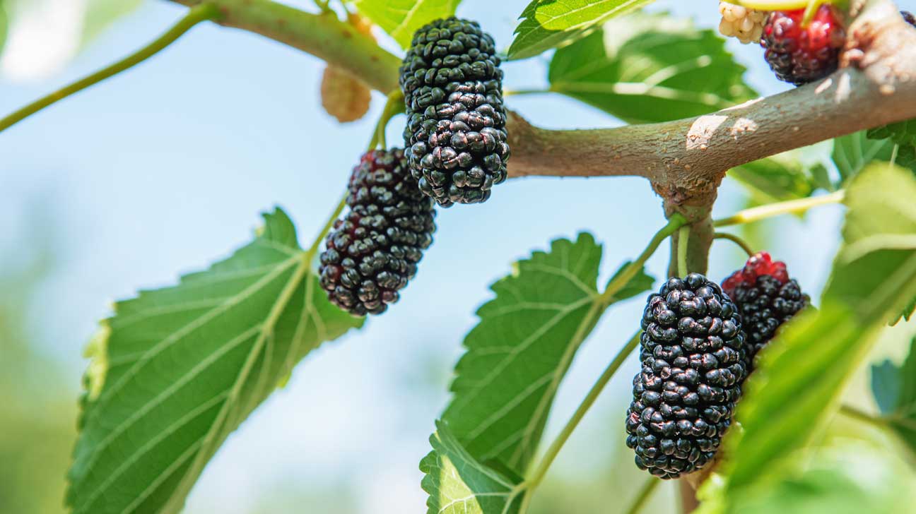 mulberries-1296x728-feature.jpg