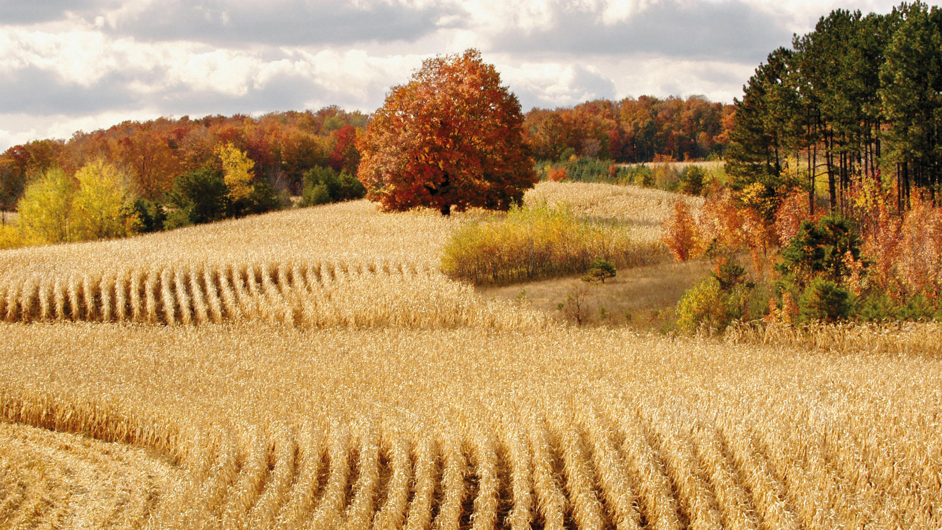 beautiful-harvest-wallpaper-1.jpg