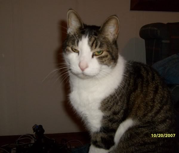 cat-1.jpg