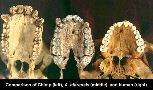 _ManibleofChimpAfarensisHuman.jpg
